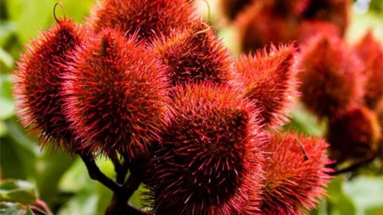 achiote1.3 768x432