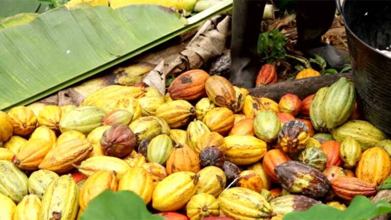 cacao5 4 768x432