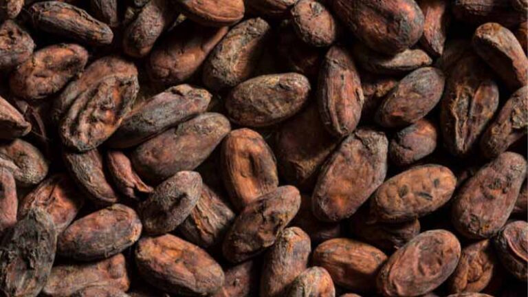 cacao8 5 768x432